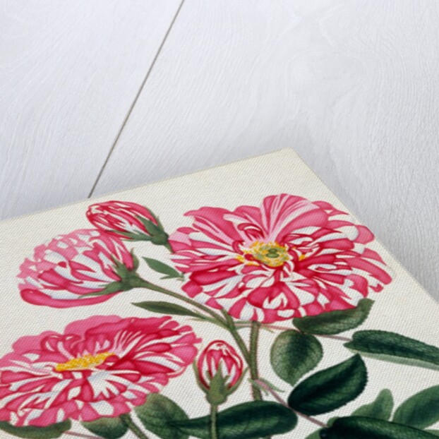 Rosa Gallica by Anonymous