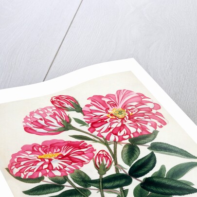 Rosa Gallica by Anonymous