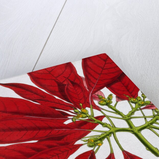 Poinsettia Pulcherrima. London, England, 1873 by Anonymous