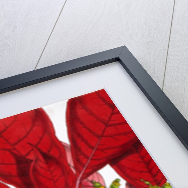 Poinsettia Pulcherrima. London, England, 1873 by Anonymous