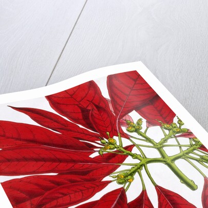 Poinsettia Pulcherrima. London, England, 1873 by Anonymous