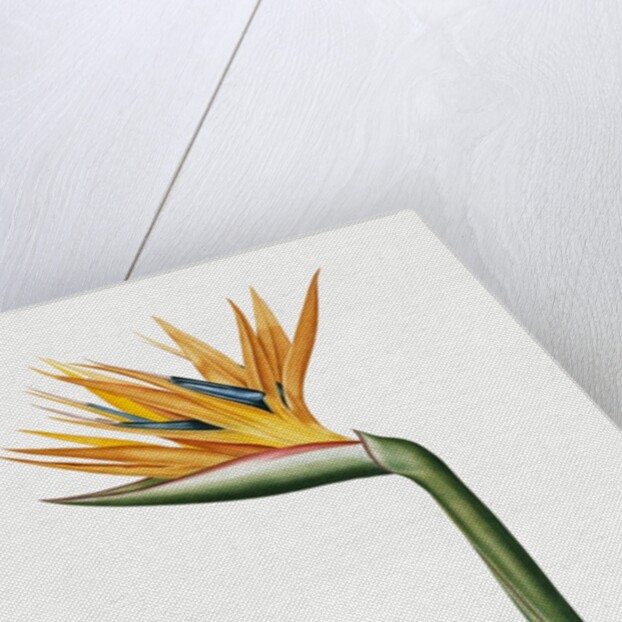 Plate on P.66 from Les Liliacees Vol.2 Strelitzia Reginae by Anonymous