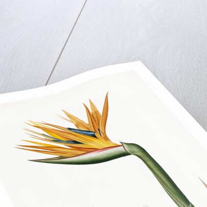 Plate on P.66 from Les Liliacees Vol.2 Strelitzia Reginae by Anonymous