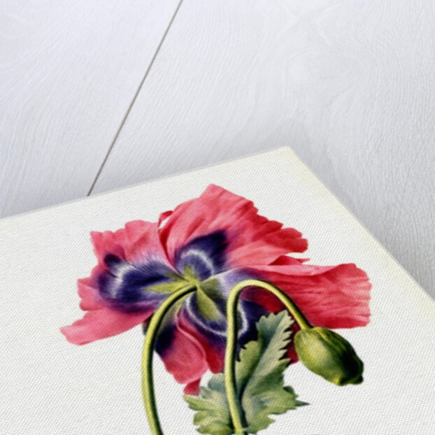 Papaver by Anonymous