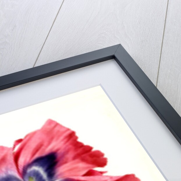 Papaver by Anonymous