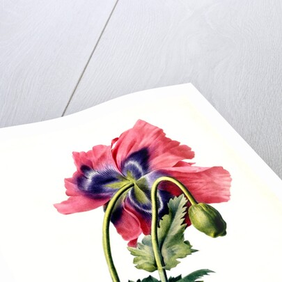 Papaver by Anonymous