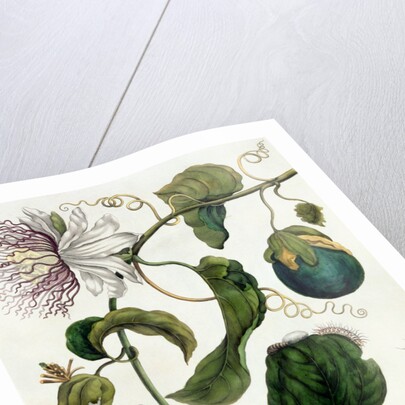 Passion Flower by Anonymous