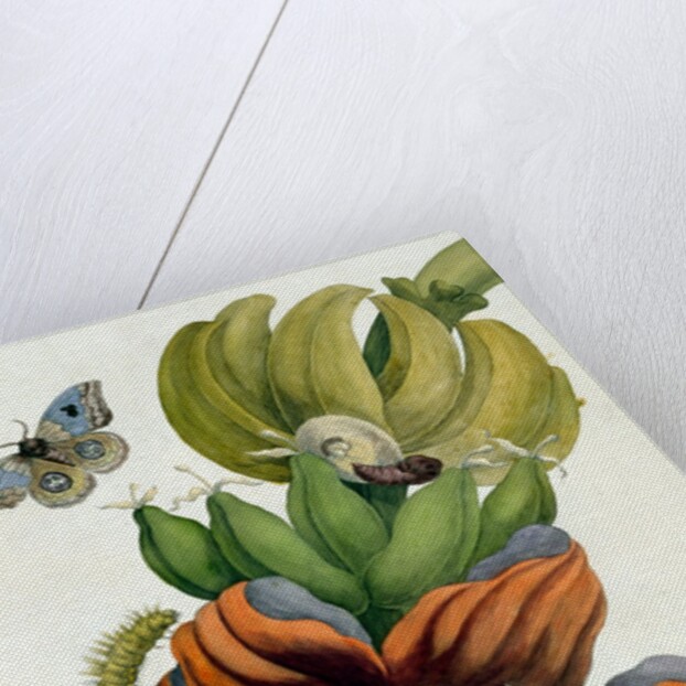 Banana Flower by Anonymous