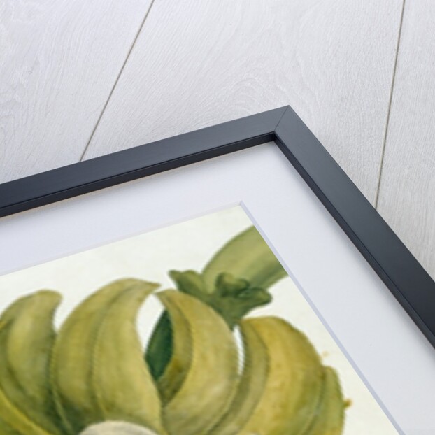 Banana Flower by Anonymous