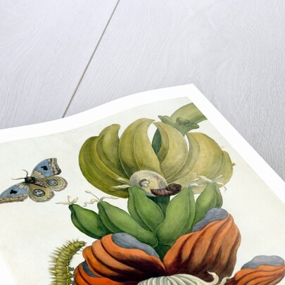 Banana Flower by Anonymous