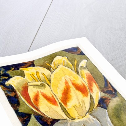 Lotus Flower by Various