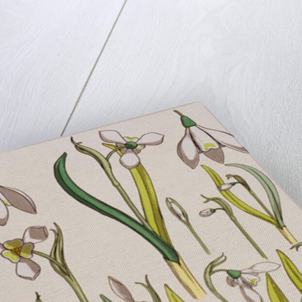 Snowdrops by Eugene Samuel Grasset