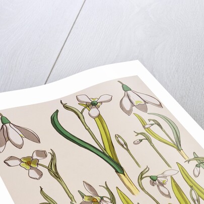 Snowdrops by Eugene Samuel Grasset