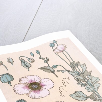 Poppies wallpaper by Eugene Samuel Grasset