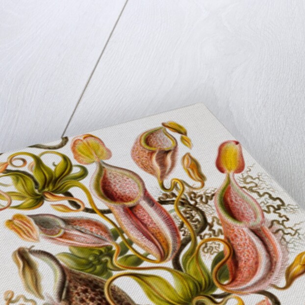 Nepenthaceae by Ernst Haeckel