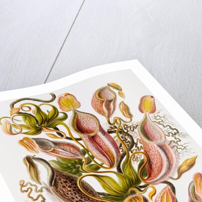 Nepenthaceae by Ernst Haeckel