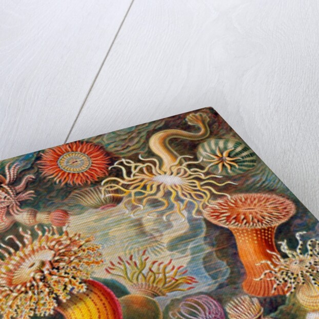 Microbiology book plate by Anonymous