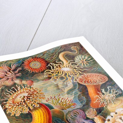 Microbiology book plate by Anonymous