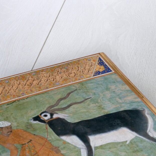 Indian Black Buck by Manohar