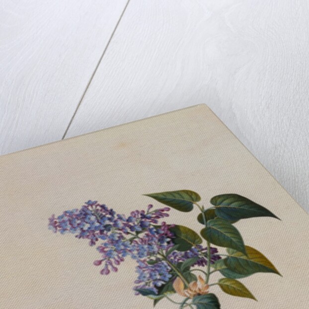 The Deep Purple Lilac by Georg Dionysus Ehret
