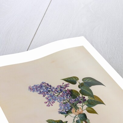 The Deep Purple Lilac by Georg Dionysus Ehret