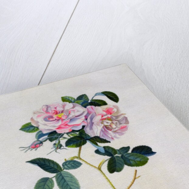 York and Lancaster Rose by Anonymous