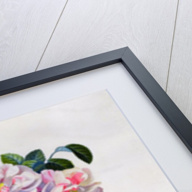 York and Lancaster Rose by Anonymous