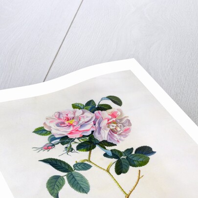 York and Lancaster Rose by Anonymous