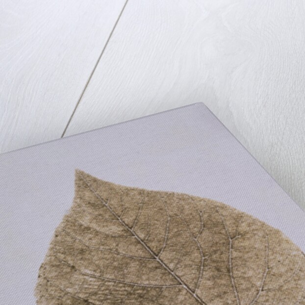 Leaf Study by Unknown