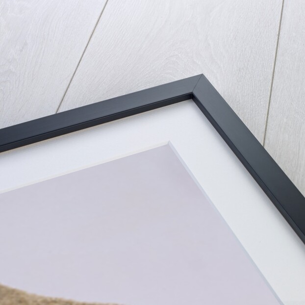 Leaf Study by Unknown