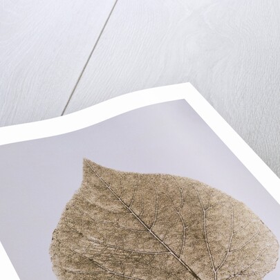 Leaf Study by Unknown