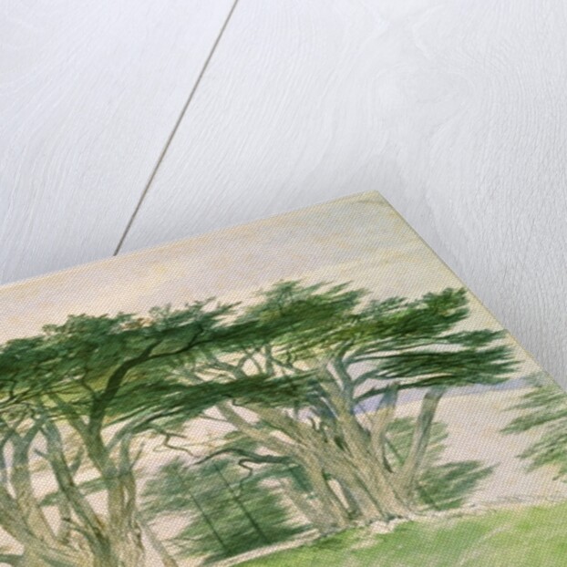 Cedars of Lebanon by Edward Lear