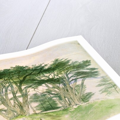 Cedars of Lebanon by Edward Lear