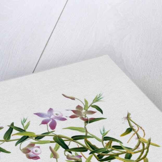 Botanical Drawing. China, 18th-19th century by Unknown
