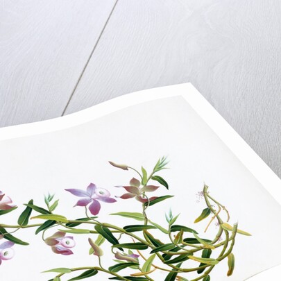 Botanical Drawing. China, 18th-19th century by Unknown
