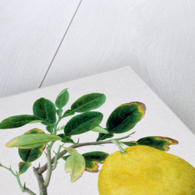 Quince. China by Unknown
