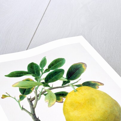 Quince. China by Unknown