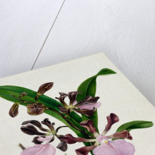 Orchid by Samuel Holden