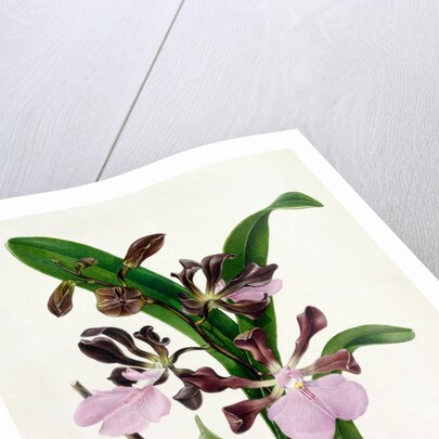 Orchid by Samuel Holden