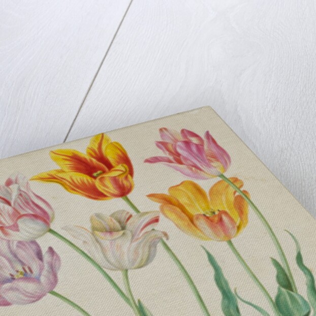Tulips from Florilegium by Johann Jakob Walther