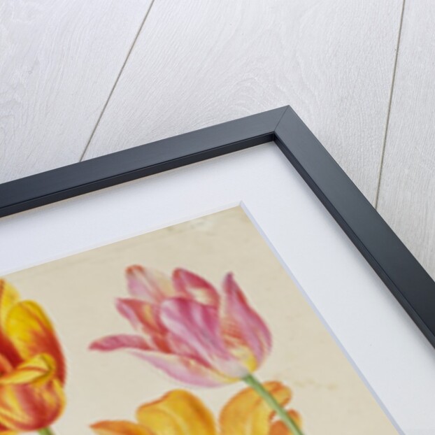 Tulips from Florilegium by Johann Jakob Walther