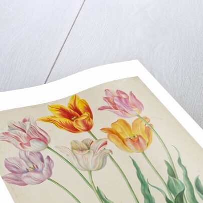 Tulips from Florilegium by Johann Jakob Walther