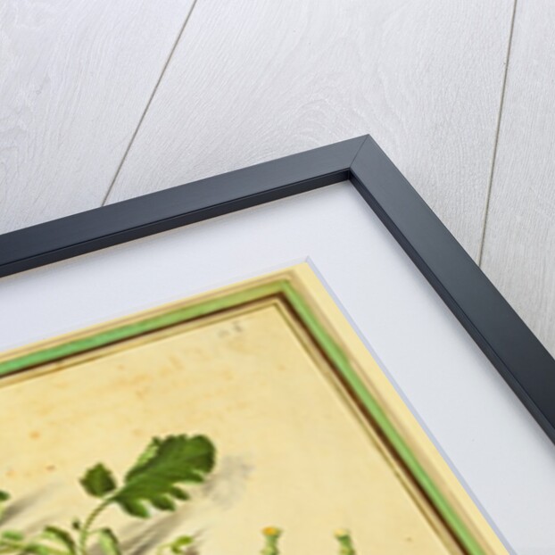 Tomato and Lemon, Flies and Pomegranates, with Borage and Beetle by Johann Jakob Walther