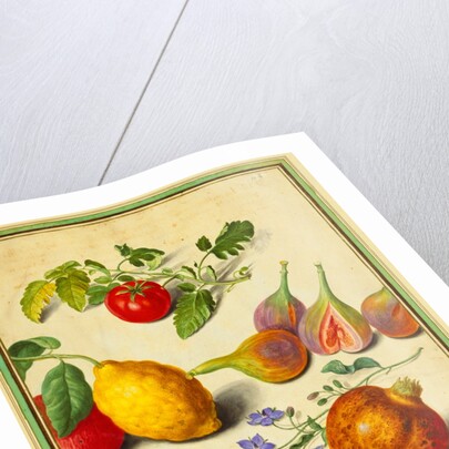Tomato and Lemon, Flies and Pomegranates, with Borage and Beetle by Johann Jakob Walther