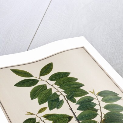 Custard Apple, the fruit of Anora Reticulatasize. Calcutta, India, late 18th century by Unknown