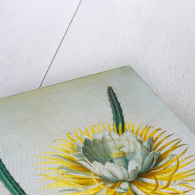 Cereus Cactus by Georg Dionysus Ehret