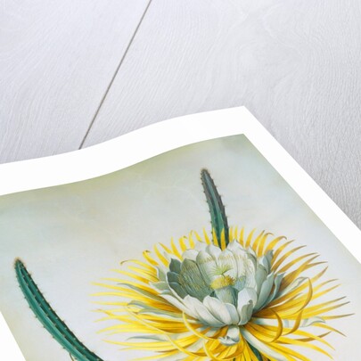 Cereus Cactus by Georg Dionysus Ehret