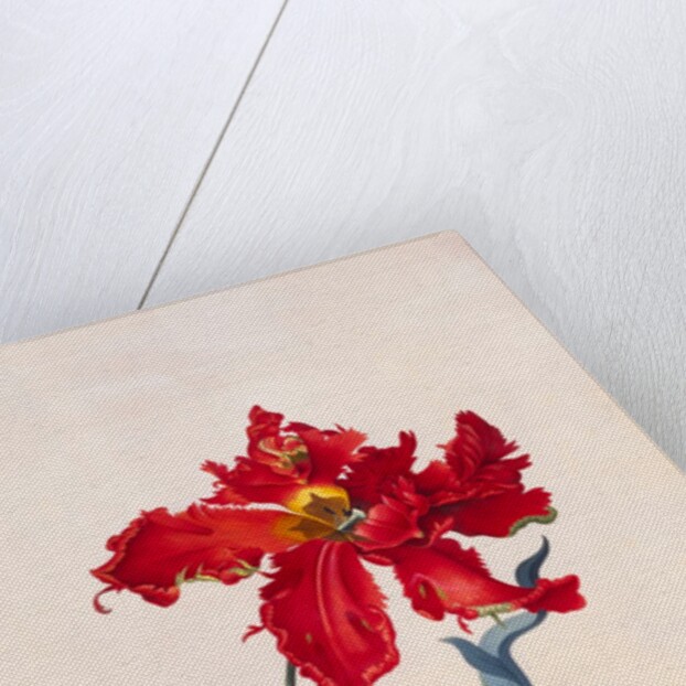 Peroquet Rouge, depicting a Parrot Tulip by Georg Dionysus Ehret
