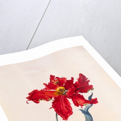 Peroquet Rouge, depicting a Parrot Tulip by Georg Dionysus Ehret