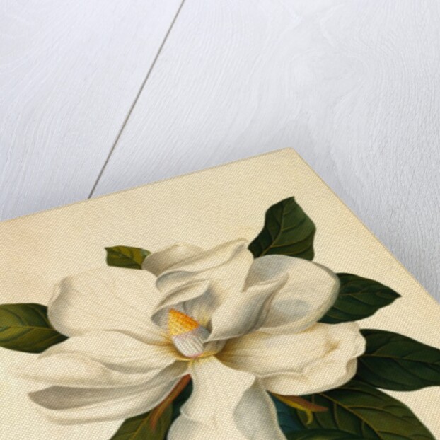 Magnolia Grandiflora by Georg Dionysus Ehret